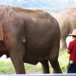 Elephant Nature Park in Chiang Mai