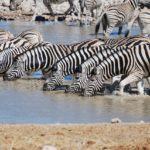 Mountain Zebra National Park Zuid Afrika