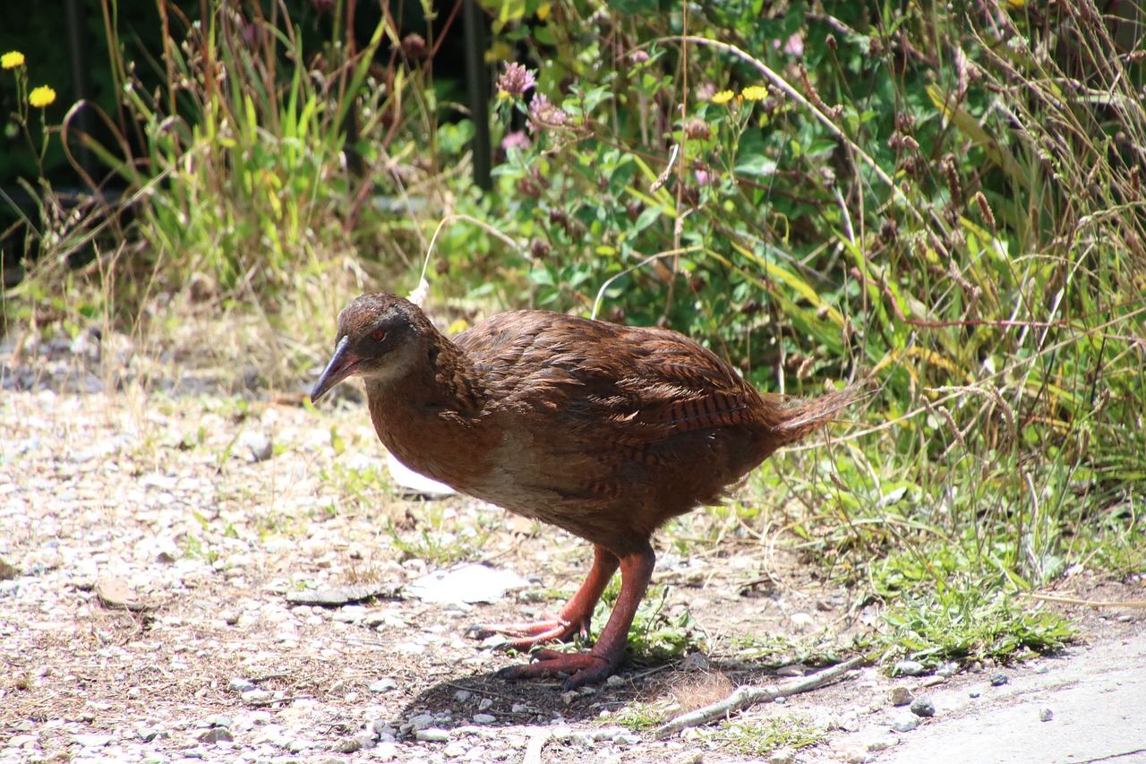 Paparoa National Park