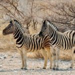 De vier mooiste wildparken van Zambia