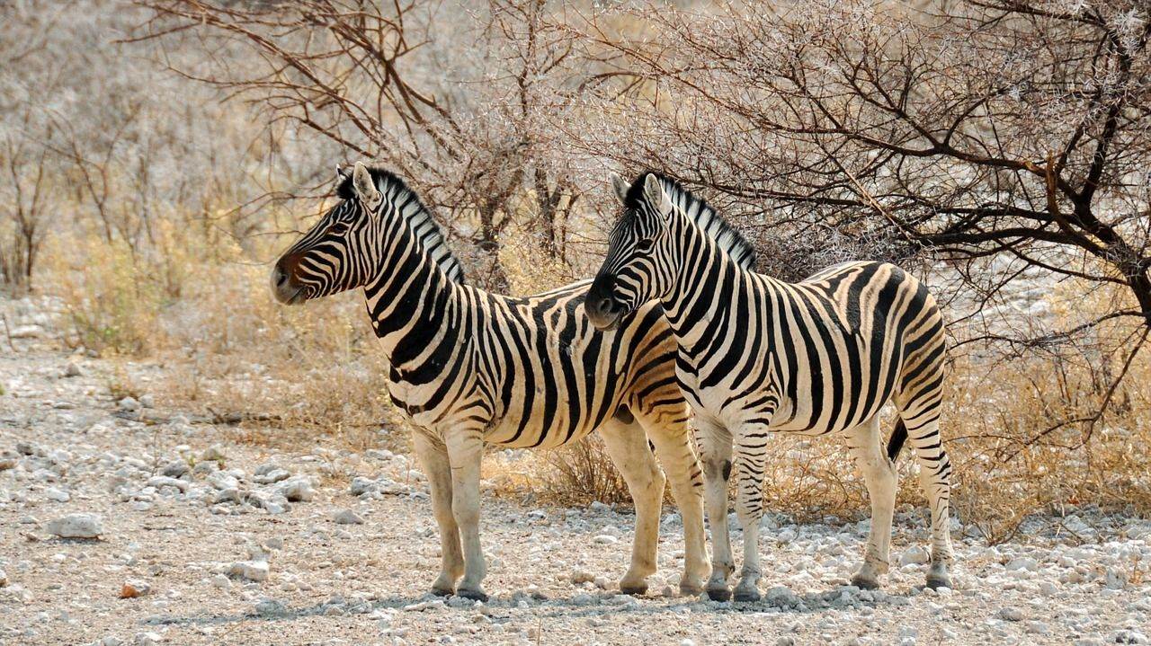 De vier mooiste wildparken van Zambia