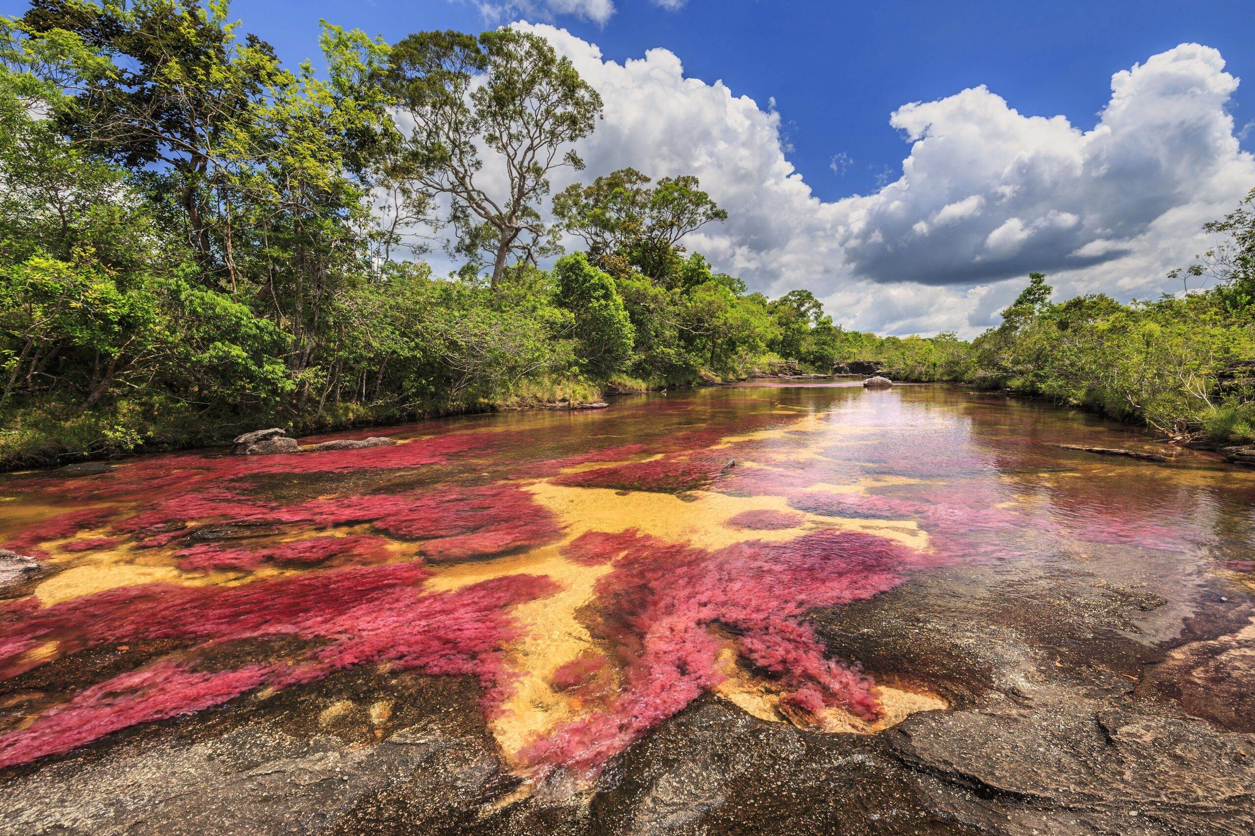 De Colombiaanse regenboogrivier