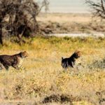 De 7 mooiste plekken in Namibië