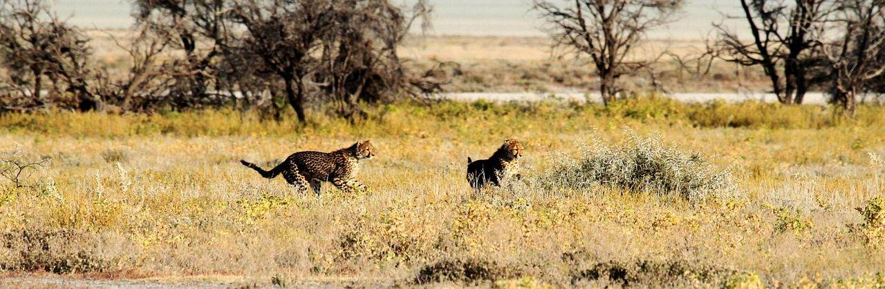 De 7 mooiste plekken in Namibië