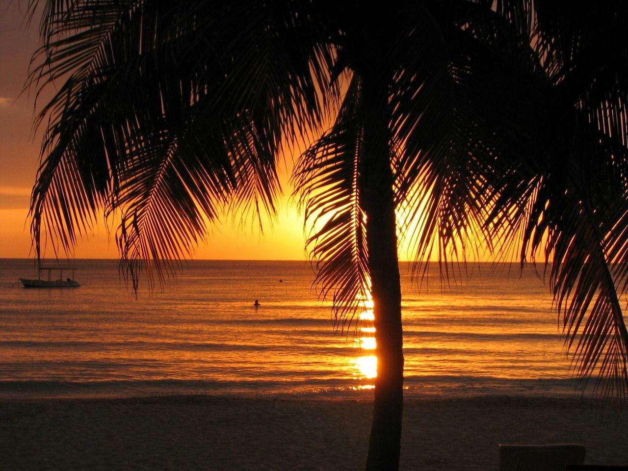 Zwemmen met dolfijnen in Negril Jamaica