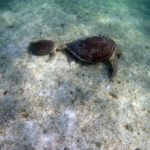 snorkelen Yucatan Mexico