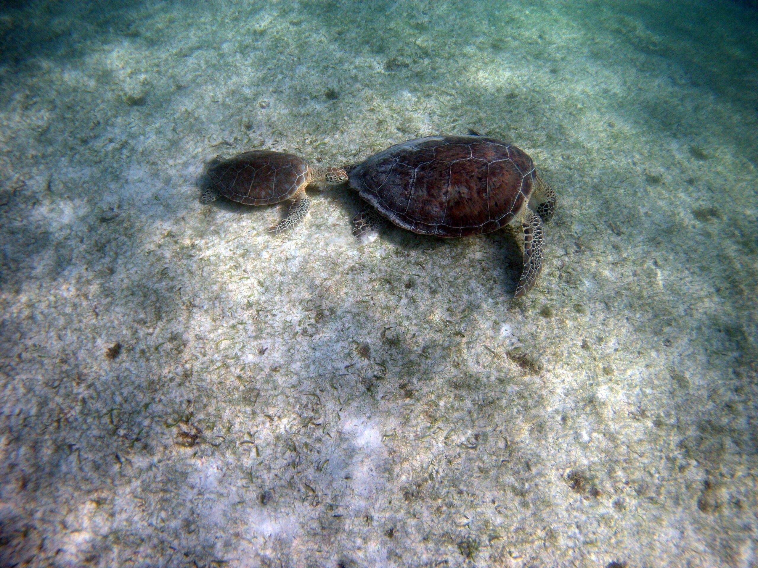 snorkelen Yucatan Mexico