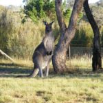 Vakantie Canberra Australië