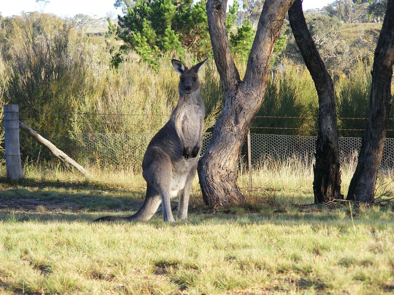 Vakantie Canberra Australië