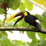 Vakantie Manuel Antonio Costa Rica