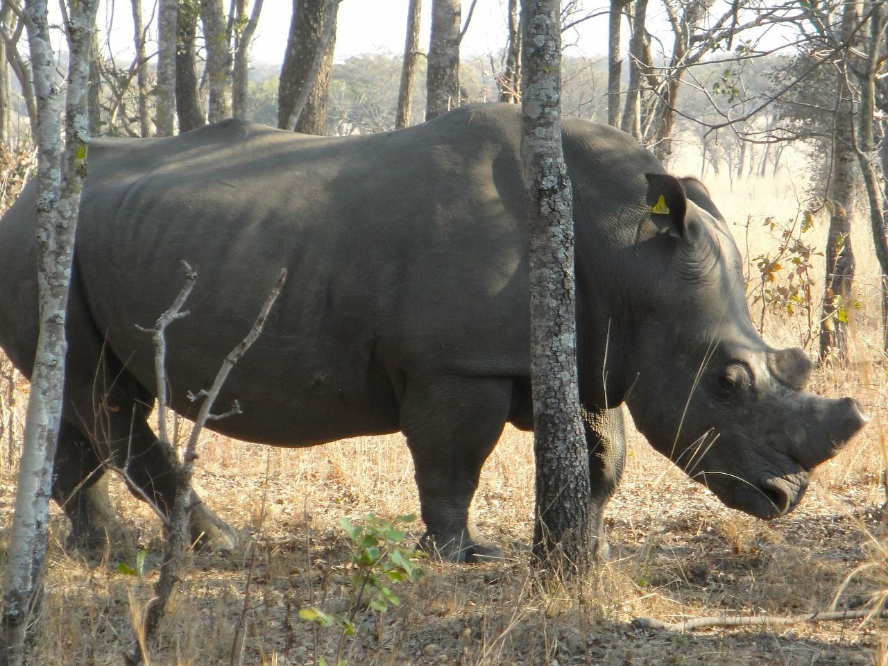 Vakantie Bulawayo Zimbabwe