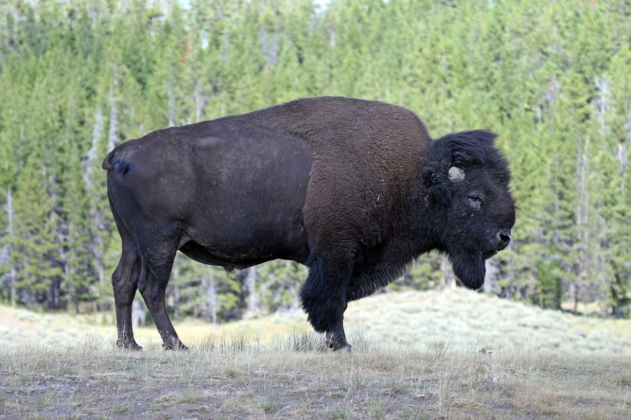 de Natuurgebieden van Amerika