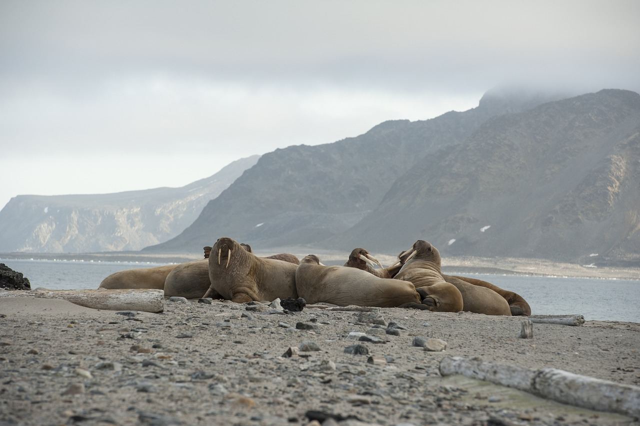 rondreis spitsbergen