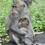 Monkey Forest in Ubud