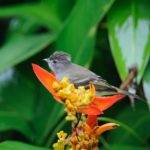 Wandelen en vogels kijken op Grand Cayman