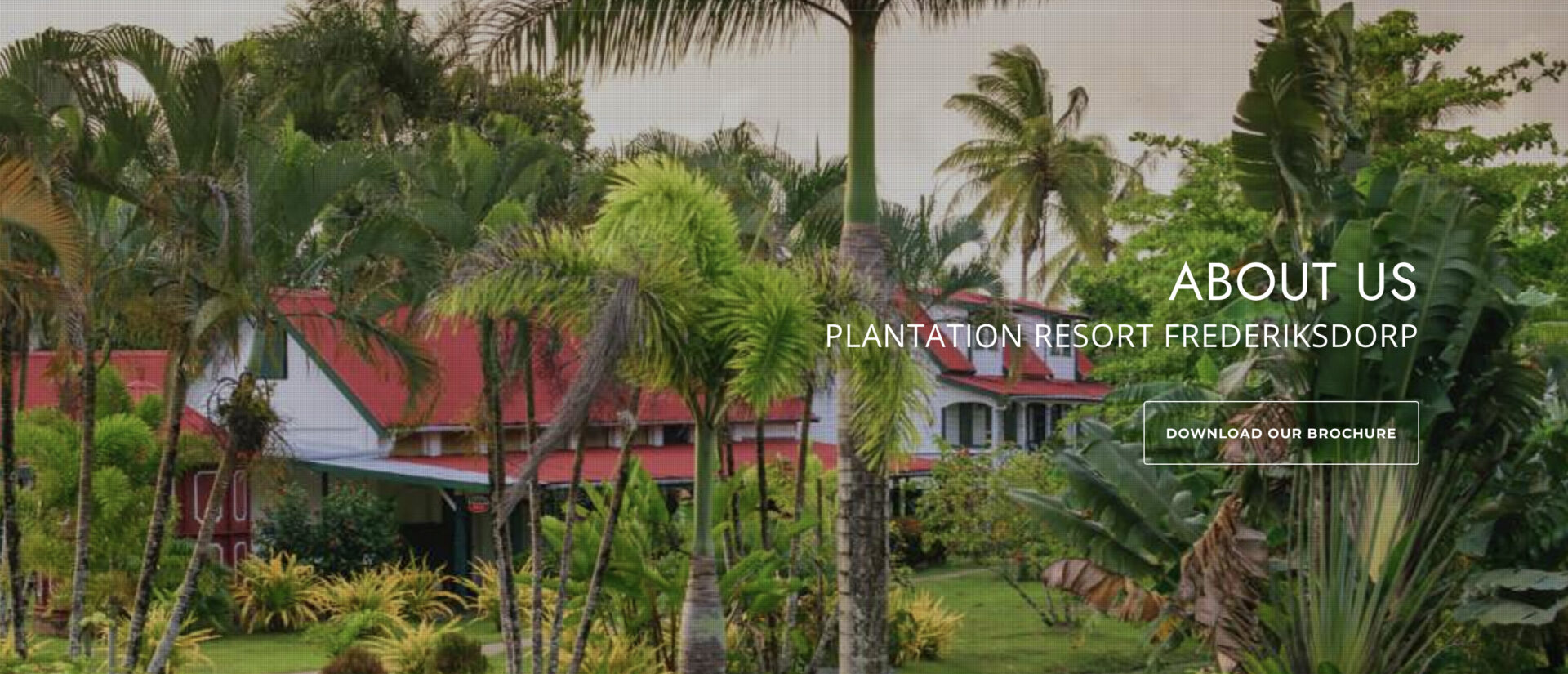 De oude koffieplantages van Suriname