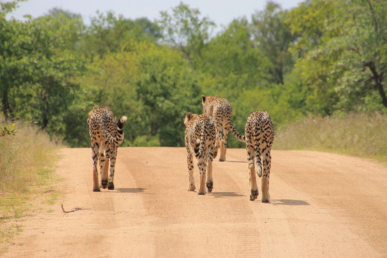 Aanschouw de Schoonheid van Zuid-Afrika