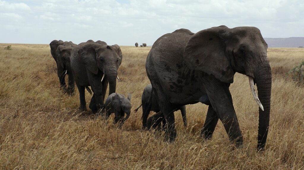 Dwars door de Serengeti