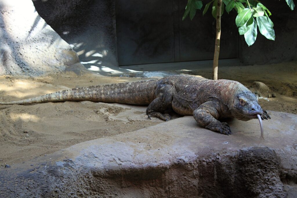 Komodo eiland