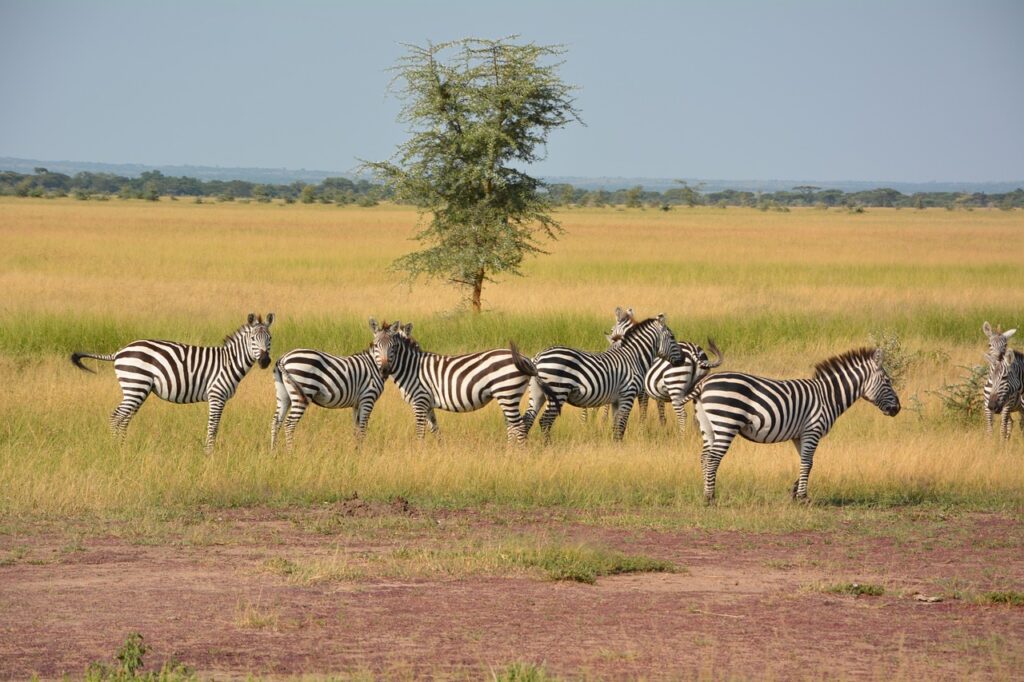 Dwars door de Serengeti