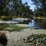 Yellow Water Billabong