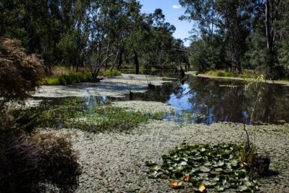 Yellow Water Billabong