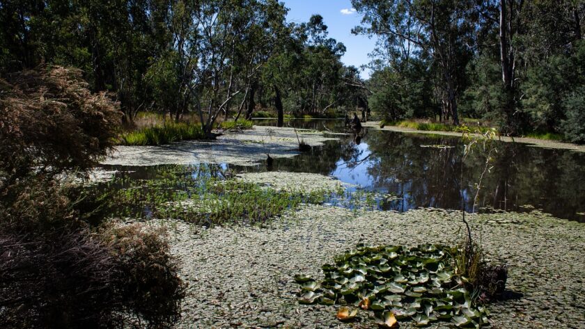 Yellow Water Billabong