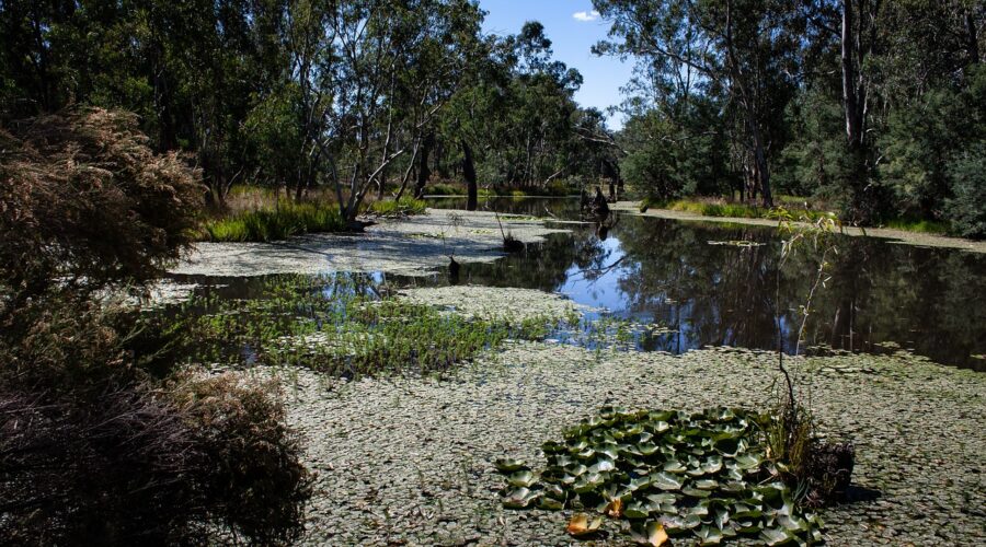 Yellow Water Billabong